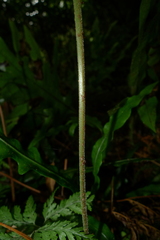 Parapolystichum microsorum pentangulare