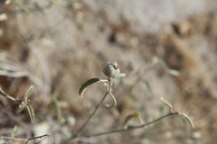 Croton californicus