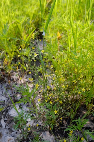 Image of Ranunculus laxicaulis by (c) Nathan Aaron, some rights reserved (CC BY)