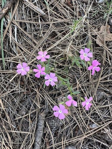 Phlox woodhousei, photograph 4