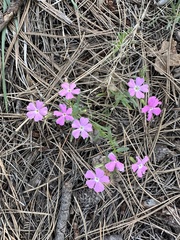 Phlox woodhousei, photograph Norm Herr, CC0, iNaturalist via GBIF