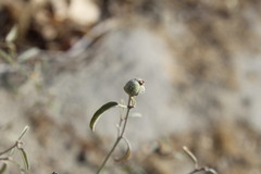 Croton californicus