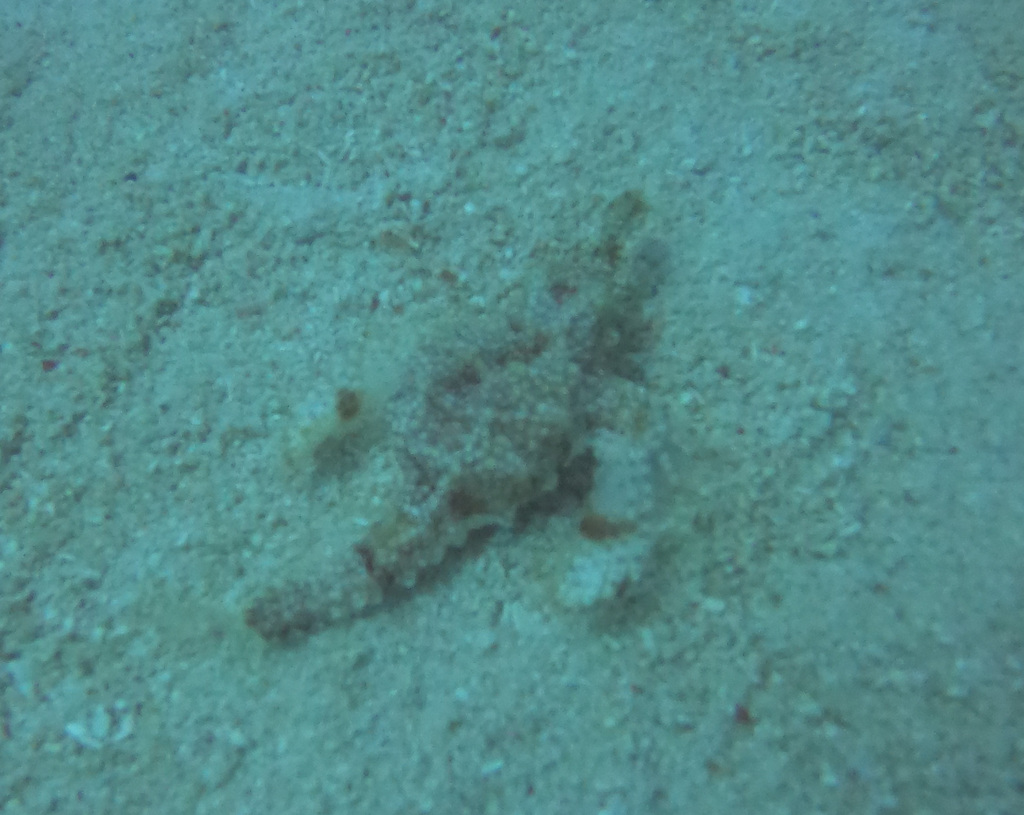 Short dragonfish