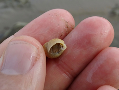 Nassarius perpinguis