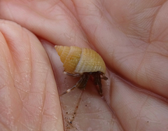 Nassarius perpinguis