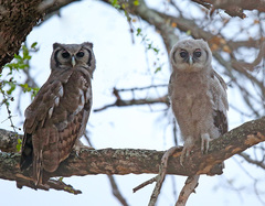 Verreaux's Eagle-Owl photo 4