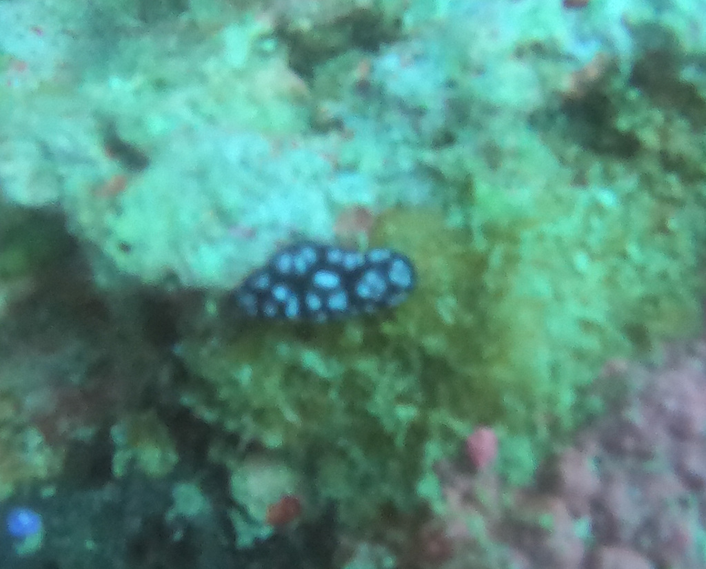 Pustular phyllidia
