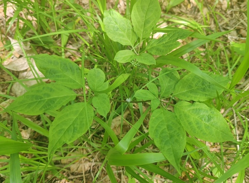 Foto de Ginseng