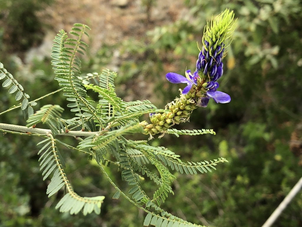 Marina oculata