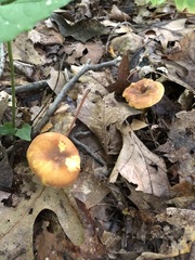 Cantharellus lewisii