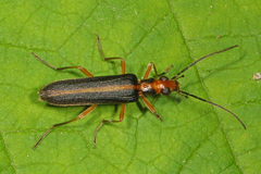 Nacerdes lateralis