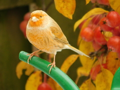 Serinus canaria domesticus