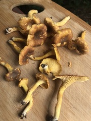 Cantharellus lewisii