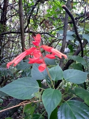 Salvia splendens