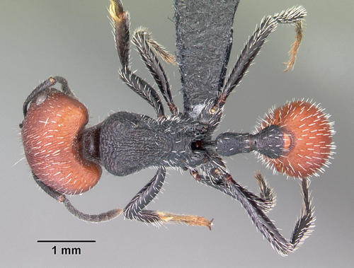 划纹须蚁Pogonomyrmex rastratus