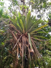 Vriesea gigantea