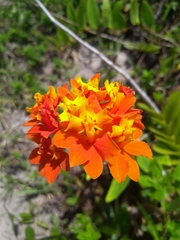 Epidendrum fulgens