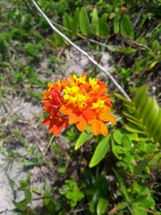 Epidendrum fulgens