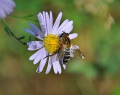 Helophilus eristaloidea