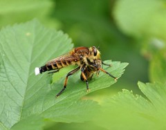 Promachus yesonicus