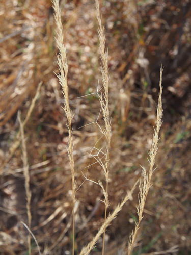 Aristida adscensionis iNat (1)