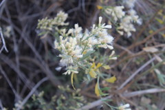 Baccharis salicina
