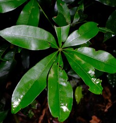 Argyrodendron actinophyllum