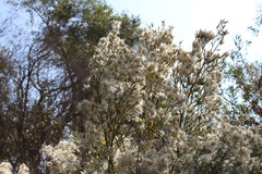 Baccharis salicina