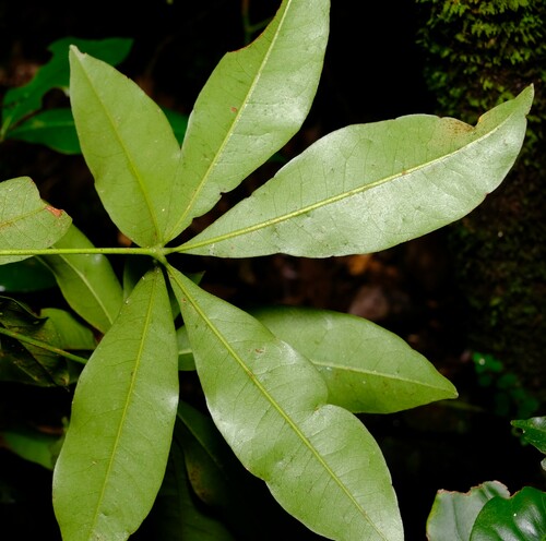 Argyrodendron actinophyllum, photograph 1