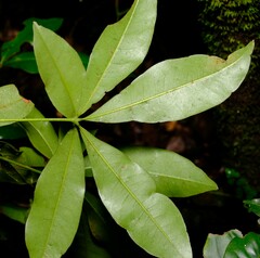 Peter Crowcroft, CC BY, iNaturalist via GBIF Argyrodendron actinophyllum, photograph Peter Crowcroft, CC BY, iNaturalist via GBIF