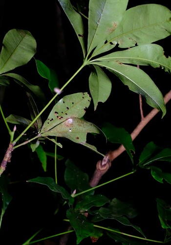Argyrodendron actinophyllum, photograph 2