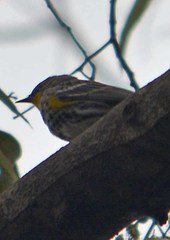 Setophaga coronata
