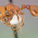 Pogonomyrmex tenuispinus - Photo (c) The photographer and www.AntWeb.org, some rights reserved (CC BY)