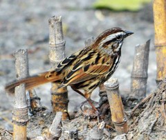 Melospiza melodia