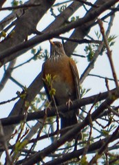 Turdus rufopalliatus