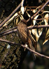 Haemorhous mexicanus