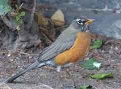 Turdus migratorius