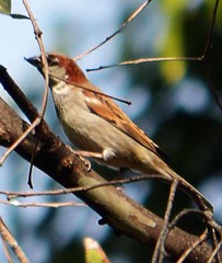 Passer domesticus