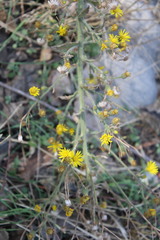 Heterotheca grandiflora