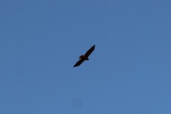 Buteo jamaicensis