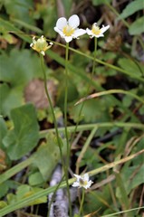 Parnassia cirrata intermedia