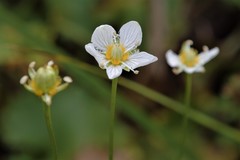 Parnassia cirrata intermedia