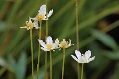Parnassia cirrata intermedia
