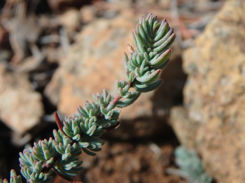 Hypericum confertum (Hypericum confertum)