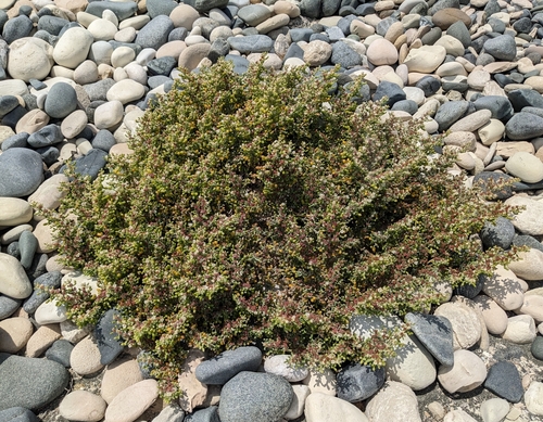 Image of Zygophyllum album by (c) Denis Otkydach, some rights reserved (CC BY)