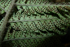 Polystichum wawranum