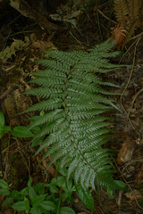 Polystichum wawranum