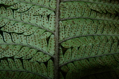 Polystichum wawranum