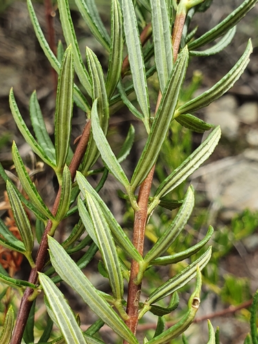 Image of Zieria laevigata by (c) ronavery, some rights reserved (CC BY)