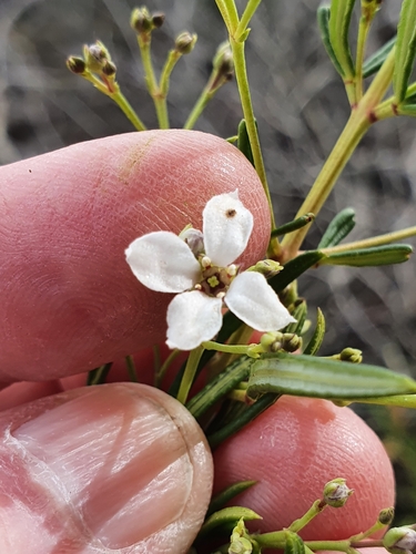 Image of Zieria laevigata by (c) ronavery, some rights reserved (CC BY)